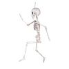 Skelet 60 cm - Position