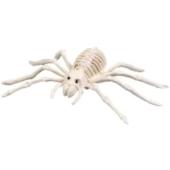 Skelet edderkop
