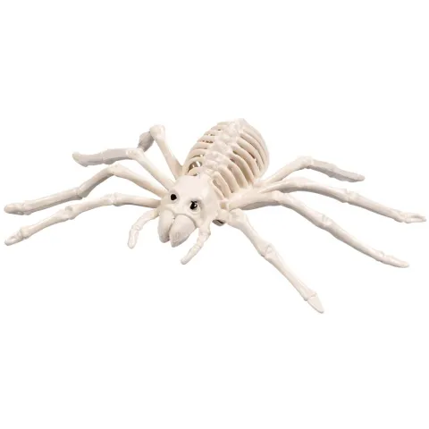 Skelet edderkop