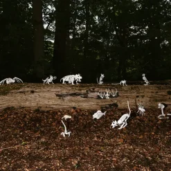 Skelet - Flagermus
