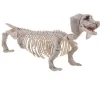 Skelet Gravhund