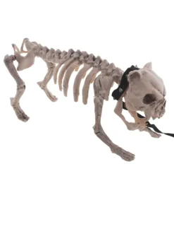 Skelet HUND