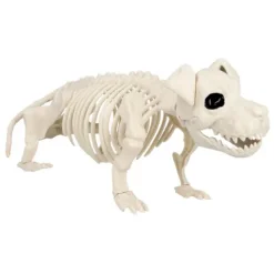 Skelet - Hund