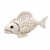 Skelet - Piratfisk