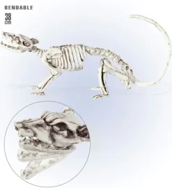 Skelet rotte 38 cm